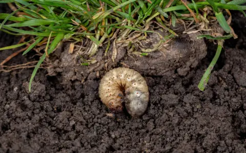 A plump white grub, a common lawn pest, curls in dark soil beneath green grass blades.