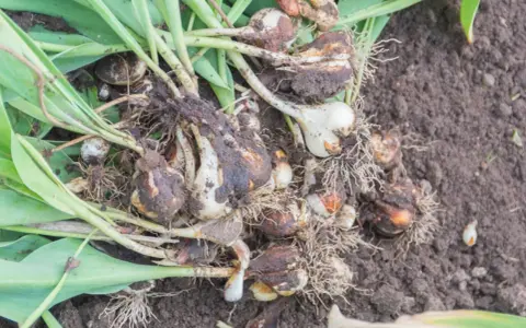 Kiedy wykopać tulipany? Cebulki tulipanów z korzeniami i liśćmi leżą na ziemi, gotowe do przesadzenia lub przechowania.
