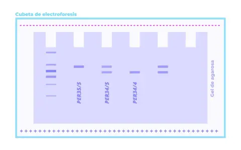 Banda de electroforesis adn en gel de agarosa, mostrando diferentes fragmentos de ADN separados.
