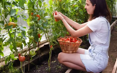 Jeune femme récoltant diverses variétés de tomates dans une serre, un panier rempli de fruits rouges à ses côtés.