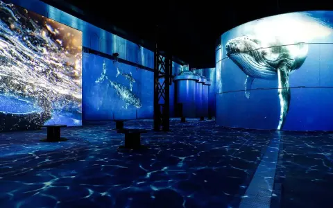 Immersives Erlebnis mit Walen und Wellen, das an **Hamburg abends** erinnert. Blaue Projektionen auf Wänden und Boden erzeugen Unterwasserwelt.