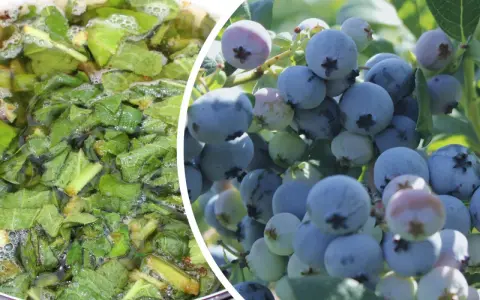 Naturalny nawóz do borówki amerykańskiej: gotujące się liście w garnku i dojrzałe owoce na krzaku.