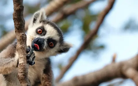 Zabawny lemur na Madagaskarze, wyciągający język. Styczeń to ciepła pogoda, idealna na takie psoty w drzewach.