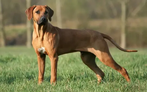Un Rhodesian Ridgeback impressionnant, sa taille imposante et sa musculature bien définie ressortent sur l'herbe verte.