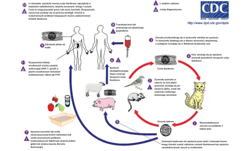 Cykl życiowy Toxoplasma gondii: kot wydala oocysty, które zakażają zwierzęta i ludzi, powodując toksoplazmozę u kota i innych żywicieli.