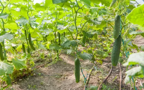 Des concombres mûrs pendent sur leurs tiges dans un jardin. Le moment idéal pour savoir quand planter concombre est maintenant, pour une récolte abondante.