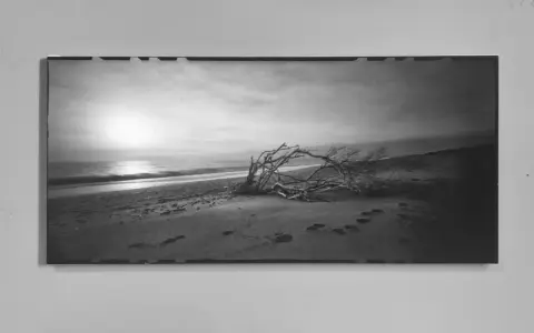 Spiaggia al tramonto con un albero contorto. L'**inkjet significato** è la stampa di questa immagine, catturando la malinconia del paesaggio.