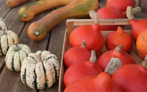 La récolte des courges est prête : des courges potimarron rouges et des courges décoratives tigrées attendent sur des planches de bois.