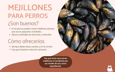 Los perros pueden comer mejillones cocidos y sin concha. Son una fuente de vitaminas y minerales. Evita los mejillones en escabeche.