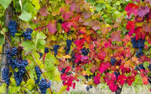 Reife blaue Trauben hängen zwischen bunten Blättern. Die Weinpflanzen zeigen ihre Herbstfarben.