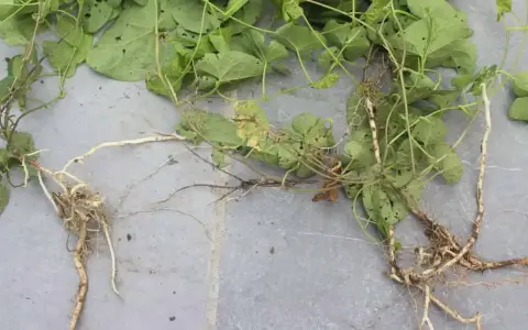 Plante de liseron mauvaise herbe avec ses racines aériennes et souterraines sur fond gris.