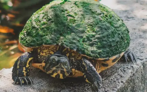 Żółw się nie rusza? Sprawdź, czy hibernuje, choruje, czy nie żyje