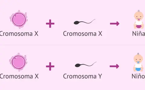 Ilustración del proceso de **determinación del sexo**: óvulo (Cromosoma X) + espermatozoide (Cromosoma X) = Niña; óvulo (Cromosoma X) + espermatozoide (Cromosoma Y) = Niño.
