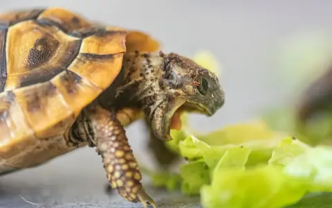 Czym żywią się żółwie lądowe i jak uniknąć błędów w diecie