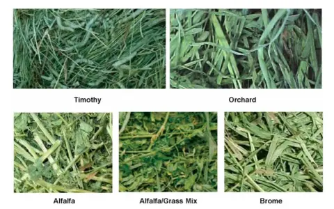 Close-ups of five types of hay: Timothy, Orchard, Alfalfa, Alfalfa/Grass Mix, and Brome.