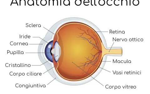 Sezione trasversale dell'occhio umano, che mostra le sue parti interne come la retina, il nervo ottico e il cristallino.