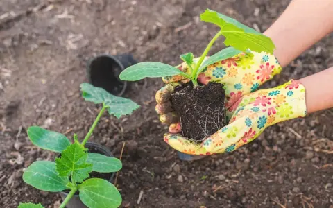 Mains gantées préparant le moment idéal quand repiquer les courgettes. Un jeune plant est prêt à être planté.
