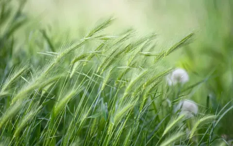 Green grass stalks sway in the breeze, hinting at the perfect time when to plant winter rye for a healthy harvest.