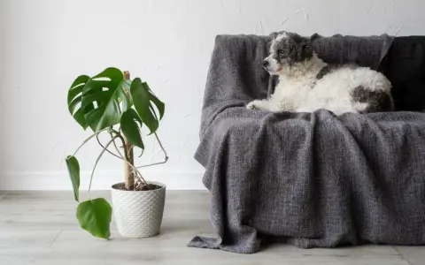 Puszysty piesek leży na kanapie obok monstery. Czy monstera jest trująca dla psa? To pytanie nurtuje wielu właścicieli czworonogów.