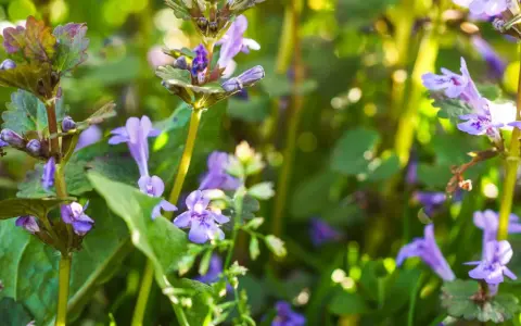 Nahaufnahme von Gundelrebenblüten. Die **Gundelrebe Wirkung** ist vielfältig, diese Pflanze blüht im Frühling.