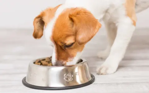 Un chien glouton savoure ses croquettes dans sa gamelle en inox décorée de pattes.