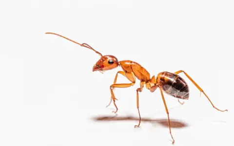 Una hormiga anaranjada, explorando el suelo de la casa, busca migas.