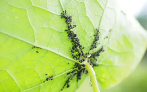 Un gruppo di afidi neri si aggrappa alla parte inferiore di una foglia verde brillante, succhiandone la linfa.