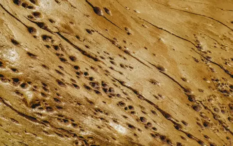 Texture dorée d'un bois ancien, parsemé de nombreux petits trous creusés par les mites.