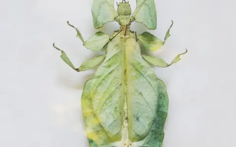 Insecto palo verde, un maestro del camuflaje entre las hojas. Estos animales que se camuflan son fascinantes.