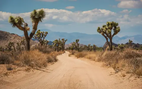 Droga przez pustynny krajobraz parku narodowego Joshua Tree, z charakterystycznymi drzewami jukka i skalistymi wzgórzami w tle.