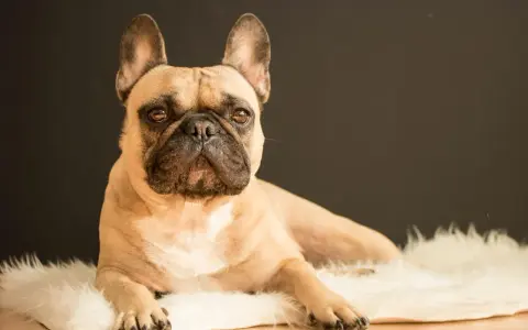 Un bouledogue français beige, allongé sur un tapis blanc, me regarde avec des yeux tristes. Il semble qu'il pleure quand je pars.