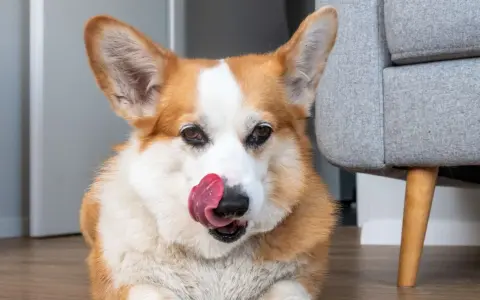 Uroczy corgi liże podłogę, szukając resztek smakołyków.