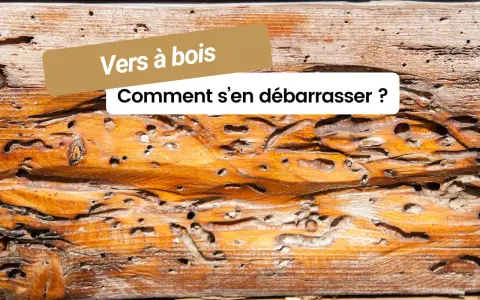 Le bois est criblé de trous, témoignage de la présence de vers à bois dangereux. Comment s'en débarrasser ?