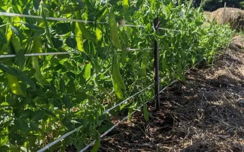 Des gousses de petits pois mûres pendent sur des tiges vertes, soutenues par des fils. La culture de petits pois prospère dans le sol paillé.