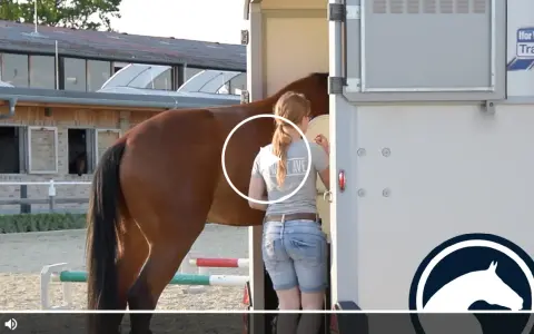 Ein braunes Pferd wird von einer jungen Frau in Jeansshorts und T-Shirt in einen Pferdeanhänger geladen, bereit für ein pferd turnier.