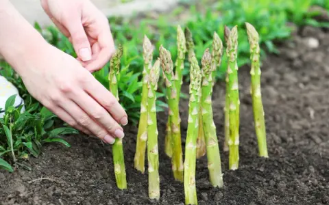 Mains douces ajustant une jeune asparagus plante dans la terre. Les tiges vertes pointent vers le ciel, prêtes à pousser.