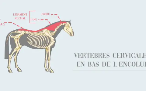 Anatomie du cheval : le ligament nuchal, la lame et la corde, situés en bas de l'encolure, sont mis en évidence sur le squelette.