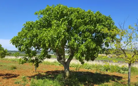 Ein üppiger Feigenbaum steht an einem sonnigen Standort im Freien. Der Boden ist rotbraun, mit etwas Gras und Büschen.