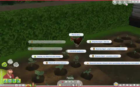 Sims 4 ciekawostki: brązowy kogut ćwiczy grę na skrzypcach, gitarze, bawi się, a nawet opowiada dowcipy o kurczakach.