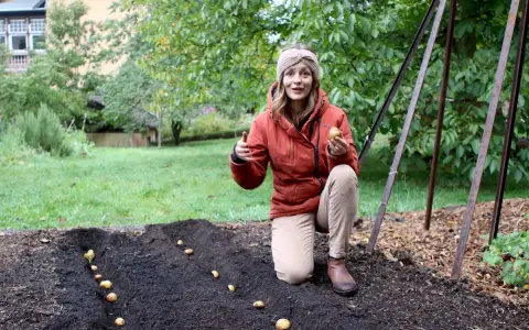 Frau pflanzt Kartoffeln im Garten. Sie hält eine Kartoffel in der Hand und zeigt auf die Reihen im Boden. Die Frage "bis wann Kartoffeln pflanzen" wird hier visuell beantwortet: jetzt ist die Zeit!