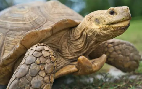 Close-up of a tortoise's head and shell, showing its textured skin and patterned carapace.