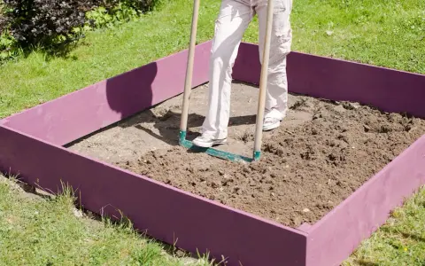 Une personne utilise un râteau pour ameublir la terre dans un carré potager violet.