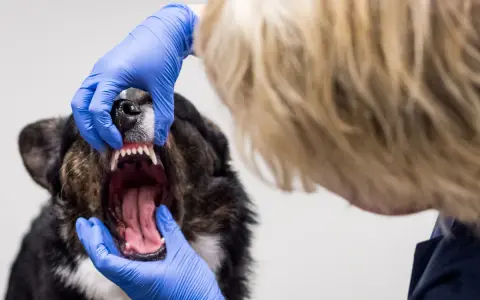 En veterinär undersöker en hunds mun. Tänderna är synliga, och det luktar tandsten.