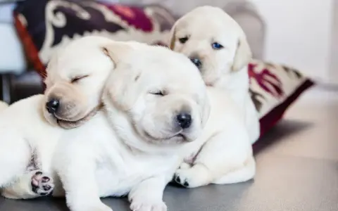 Słodkie szczenięta labradora śpią wtulone w siebie. Ciekawe, do jakiego wieku rośnie pies, gdy jest tak malutki i uroczy.