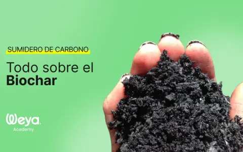 Mano sosteniendo biochar, un sumidero de carbono. Aprende todo sobre el biochar.