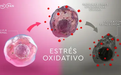 Célula normal atacada por radicales libres, causando estrés oxidativo y daño celular.