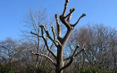 Un saule pleureur fraîchement taillé, ses branches coupées se dressent vers le ciel bleu. C'est le moment idéal pour savoir quand tailler saule pleureur.