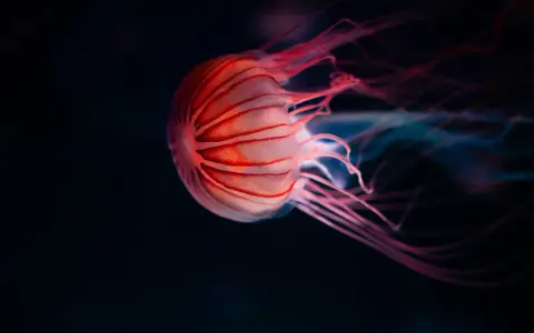 Medusa striata rosa fluttua nell'oscurità. La sua vita è un mistero, ma la sua bellezza è innegabile.