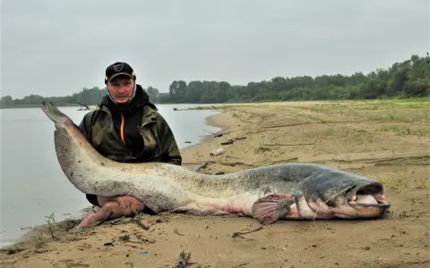 Wędkarz z ogromnym sumem na brzegu Wisły. To pokazuje, jakie ryby są w Wiśle.