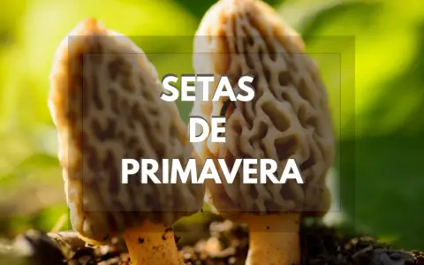 Setas de primavera en Cataluña, con su característica forma alveolada, brotando en la tierra.